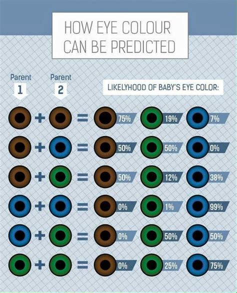 genetic inheritance eye color brown blue green vector image - eyecolorpredict eye color chart ...