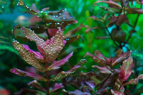 Rotala Macrandra | Aquarium Plant Care Guide and Types - Fish Laboratory