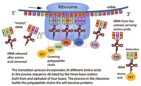 Lindsay High Biology Project: Importance of Translation in Protein ...