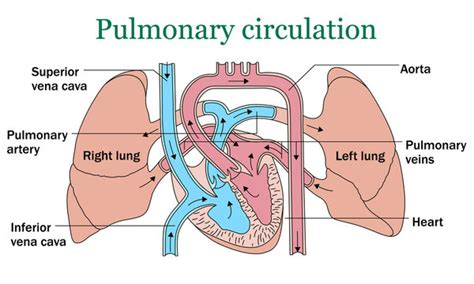 "Pulmonary Circulation" Images – Browse 1,742 Stock Photos, Vectors ...