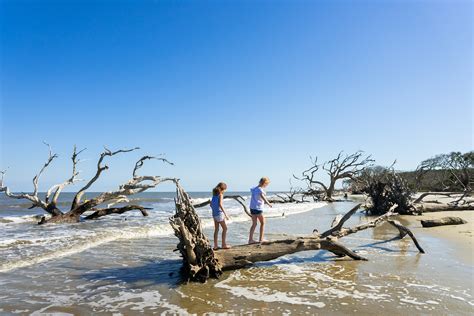 Driftwood Beach • Jekyll Island, Georgia • Vacation, Conservation, and Education Destination