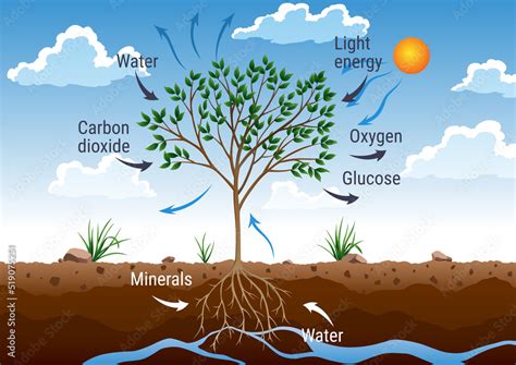 Photosynthesis process. Tree produce oxygen using rain and sun. Diagram showing process of ...