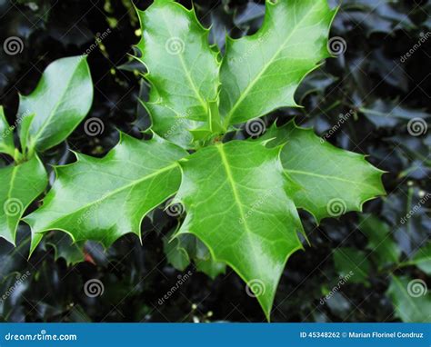 Green holly leaves stock photo. Image of vegetation, nature - 45348262