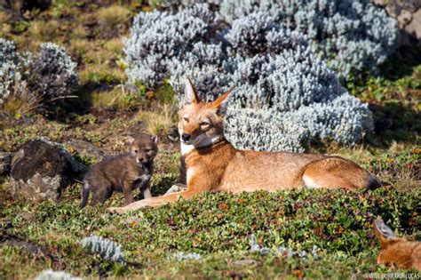 Ethiopian Wolves | Photos Pictures Images