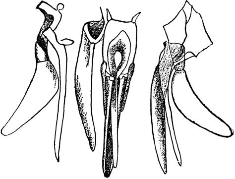 Mouth Structure of a Horse Fly | ClipArt ETC