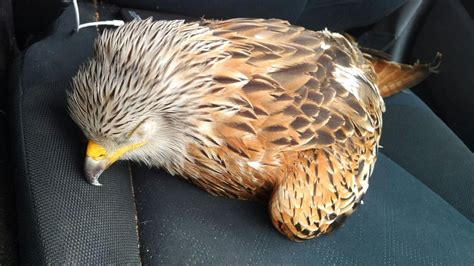 This injured bird of prey’s rescuer had to evacuate their car after it woke up | Express & Star