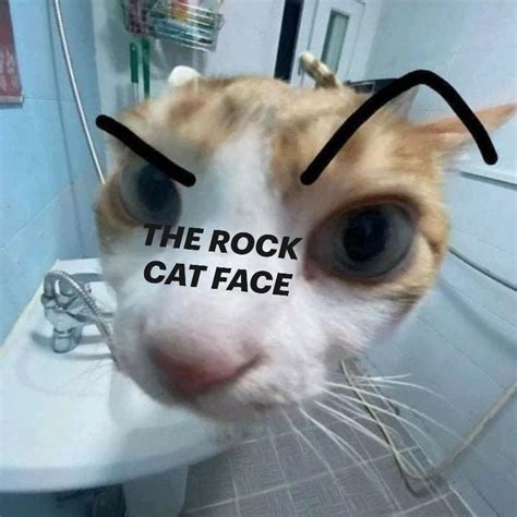 THE ROCK CAT FACE | Funny cats, Cat memes, Cute cat