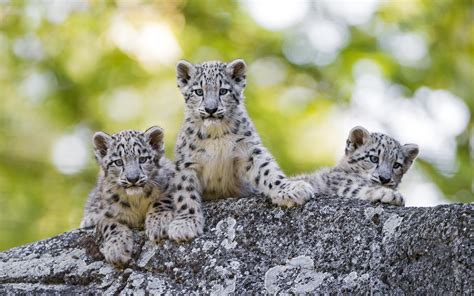 Snow Leopard Cubs Wild Animals Wallpapers - Wallpaper Cave