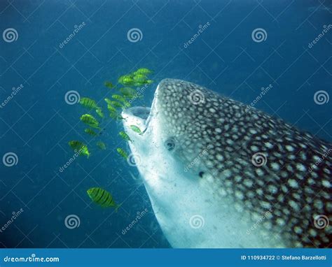 Whale Shark Eating Plankton Stock Photo - Image of white, marine: 110934722