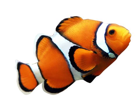 Angelfish Maroon clownfish Clip art - Seafood Clown Fish Yellow png ...