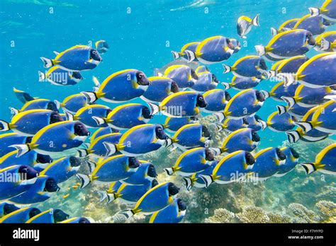 Maldives Island - underwater view, shoal of fish Stock Photo - Alamy