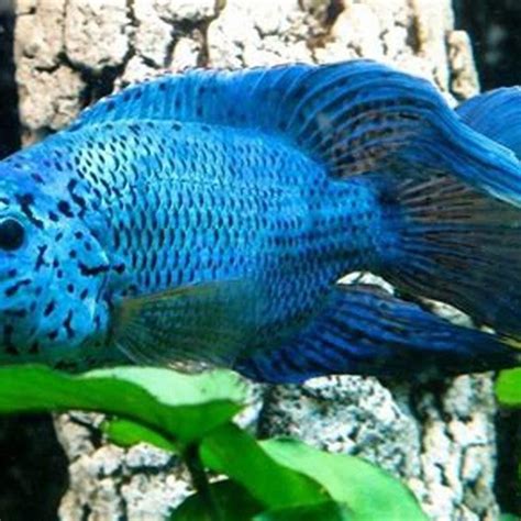 What fish live with Electric Blue Jack Dempsey? - DIY Seattle