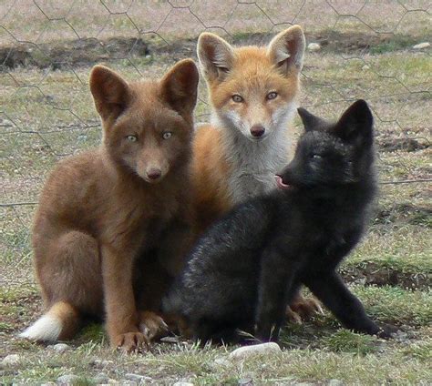 Three different red fox mutations (San Juan Island, Washington) : foxes ...