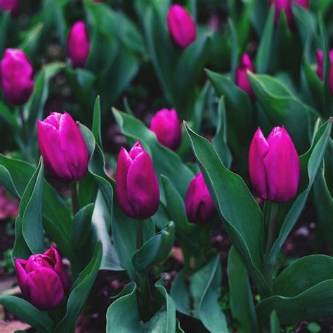 Premium Photo | Tulips in the garden in spring