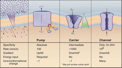 Membrane Pumps | Basicmedical Key