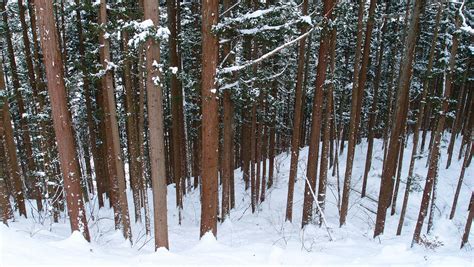 Free stock photo of forest, snow, trees