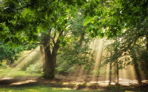 nature trees sunlight sun rays oak trees forest green branch ferns ...