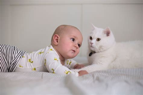 Heart-Melting Photos of Cats With Babies - Woman's World