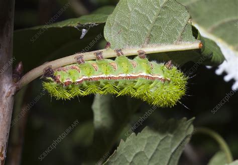 Io moth caterpillar - Stock Image - C022/8086 - Science Photo Library