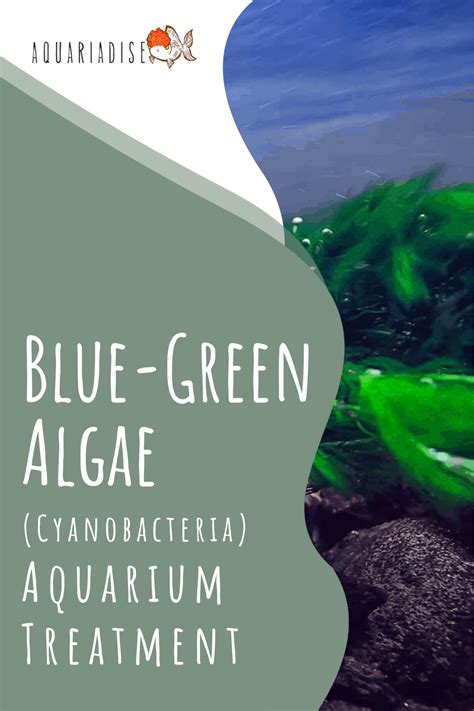 Blue-Green Algae (Cyanobacteria) Aquarium Treatment - Aquariadise