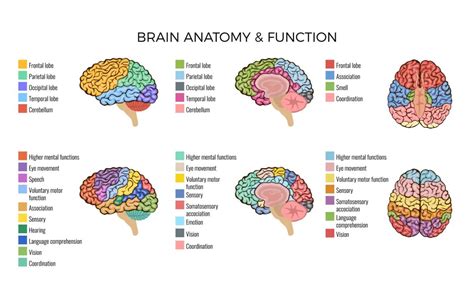 Víctor pared Precursor human brain anatomy and functions descanso Hasta ...