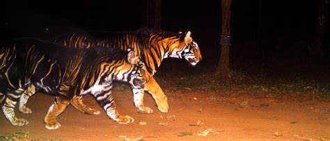 Rare Broad Black-Striped Tiger spotted in India - The Wildlife Tour