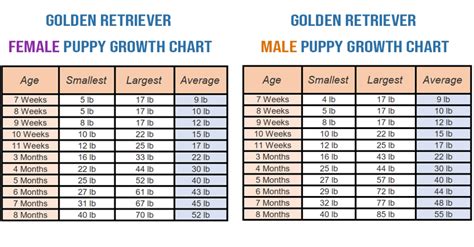 Golden Retriever Puppy Feeding Chart - New Product Assessments, Bargains, and purchasing Suggestion