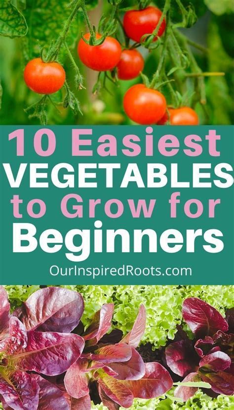 10 Best Vegetables to Grow for Beginner Gardening | Easy vegetables to grow, Vegetable garden ...