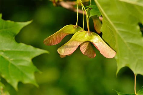 How to Grow and Care for Norway Maple Trees | Gardener’s Path