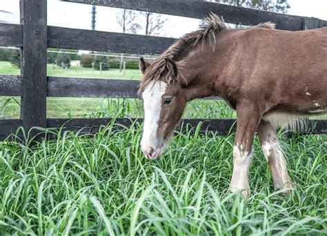 3 Horse Racing on Field · Free Stock Photo