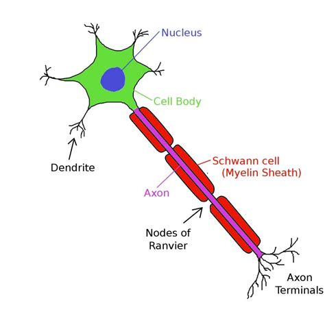 Nerve Cell Diagram Labeled 2019 | 101 Diagrams