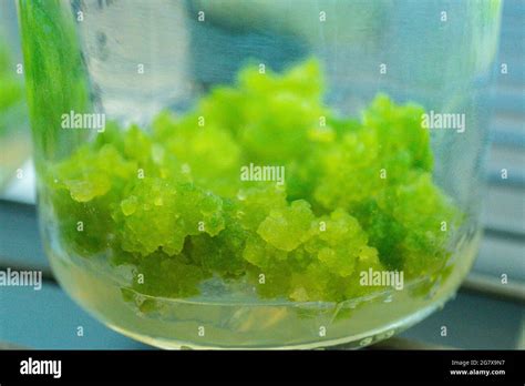 Callus tube hi-res stock photography and images - Alamy