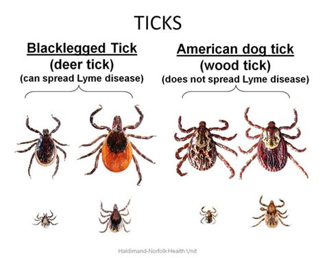 I know this is a tick, what should I do? Should I be worried about more? I have a dog and two ...