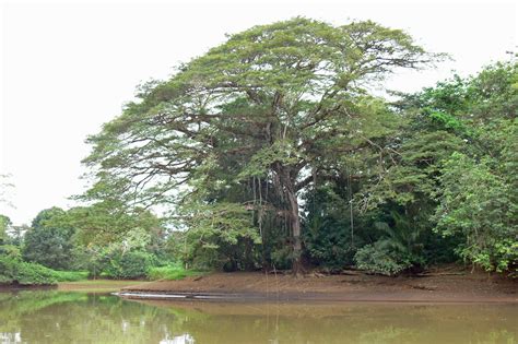 Guanacaste Tree-3_edited-1.jpg | Guanacaste Tree | Don Baltz | Flickr