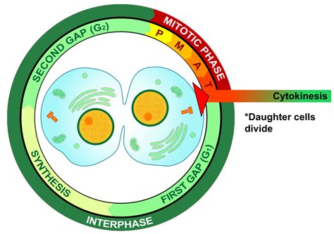 File:Cytokinesis eukaryotic mitosis.svg