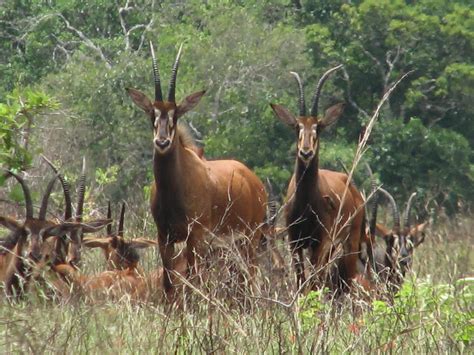 GREAT ONE-DAY SAFARIS: SHIMBA HILLS | Kenya safari, Safari lodge, Wildlife watching