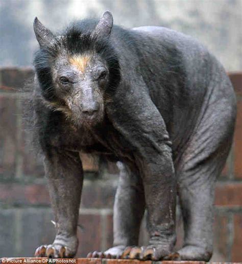 Here’s what a shaved polar bear looks like - Emborawild