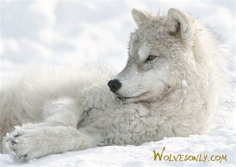 Wolves Only | Arctic Wolf | AW315