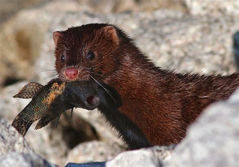 American Mink Animals | Amazing Facts & Latest Pictures | The Wildlife