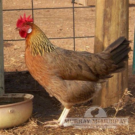 McMurray Hatchery Single Comb Brown Leghorn | Chickens backyard, Raising backyard chickens ...