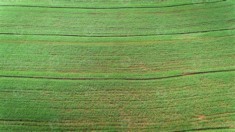 Sugarcane plantation field aerial view with sun light. Agricultural ...