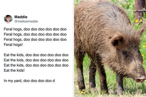 30–50 Feral Hog Tweets That Are The Funniest Of The Bunch