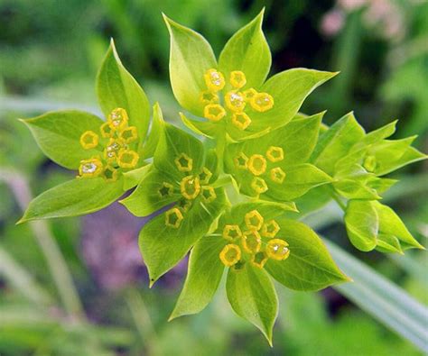 Hares Ear Bupleurum Seeds bupleurum Rotundifolium Organic - Etsy