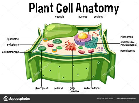 Plant Cell Anatomy Diagram Illustration Stock Vector Image by ©brgfx #203576588