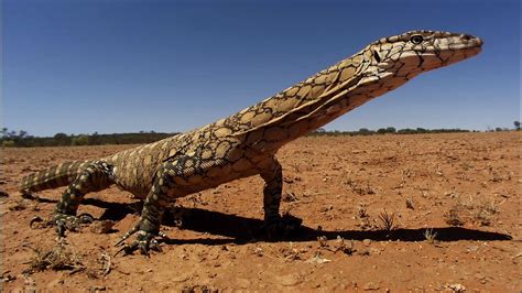 Perentie | Monitor lizard, Lizard, Komodo dragon