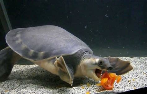 Pig-nosed Turtle Facts and Pictures