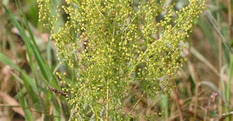 Sweet Annie (Herb), Artemisia annua - Top Quality Herbs & Tinctures