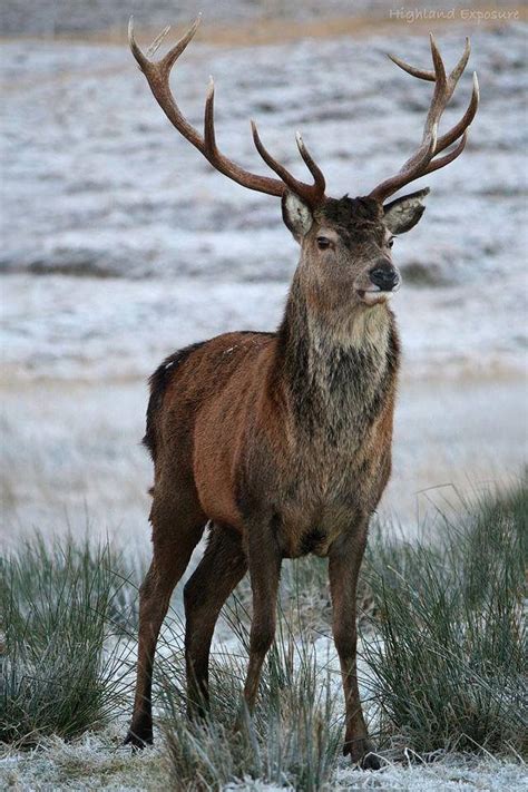 One of the locals on the Knoydart Peninsula. Highland Exposure Photography‎ | Animals beautiful ...