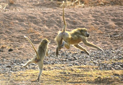 Yellow baboons playfighting in Ruaha, Tanzania. #YellowBaboon #GulBavian #RuahaNationalPark # ...