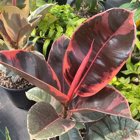 Ficus elastica 'Ruby' - Tricolor Rubber Tree (4.5" Pot) | Little Prince To Go